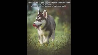 Siberian Huskies Fact