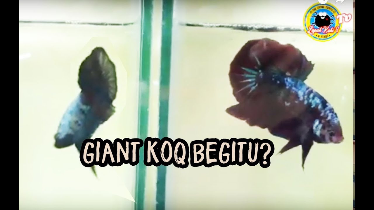 Membedakan Giant asli dengan Giant abal abal