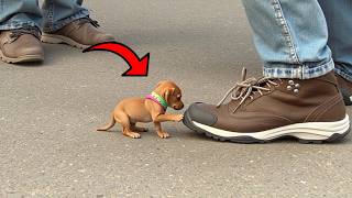Smallest Dog Breed That Look Like They Just Came from a Toy Store