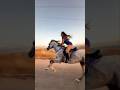 خيل فرس خيل عربيه اصيله حصان فرسان خيالة   حصان عربي اصيل  تركيا مصر