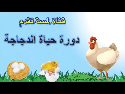 دورة حياة الدجاجة