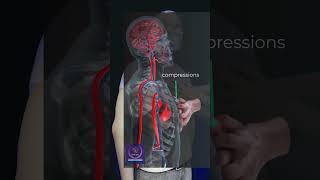 CPR Procedure #shorts #education