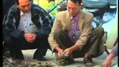 phóng sự về vua diệt chuột