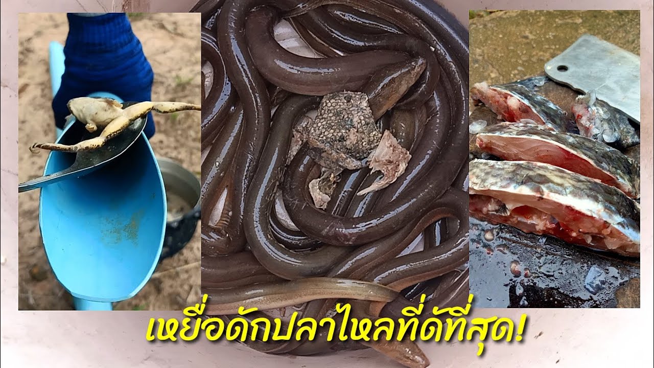 ปลาไหลชอบสิ่งนี้!! เหยื่อดักปลาไหล ที่ดีที่สุด (คลิปเต็ม)#ปลาไหล #เหยื่อดักปลาไหล