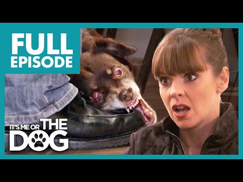 Video: Bad Dog Behavior