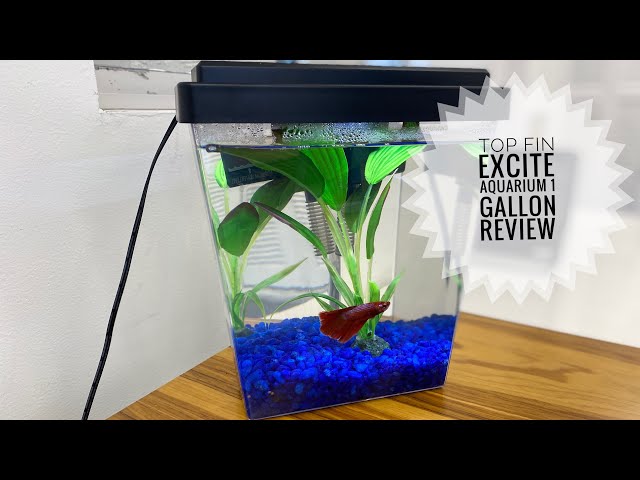 My 1 Gallon Aquarium Review 