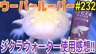 【ウーパールーパー】232 ジクラウォーター使用感想！水質調整剤 axolotl