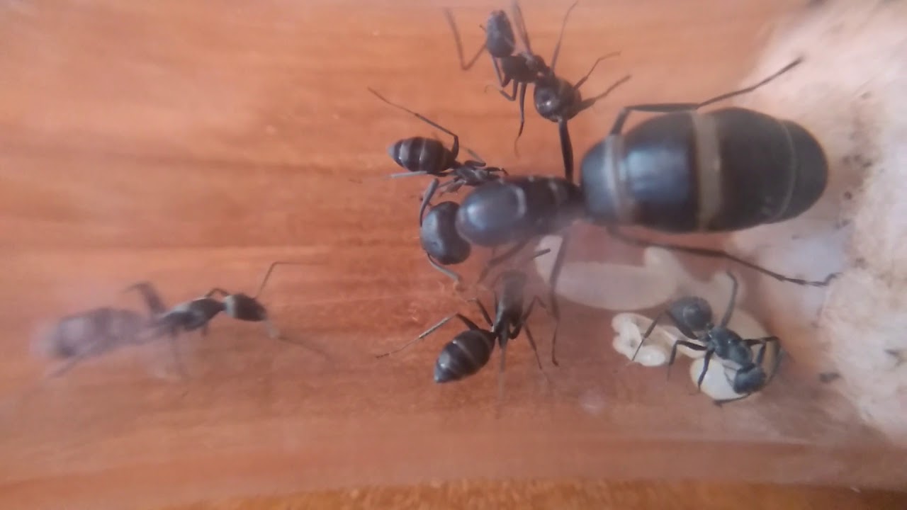 Camponotus Micans - Información y mi colonia