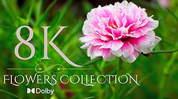 The Most Beautiful Flowers Collection 8K ULTRA HD / 8K TV