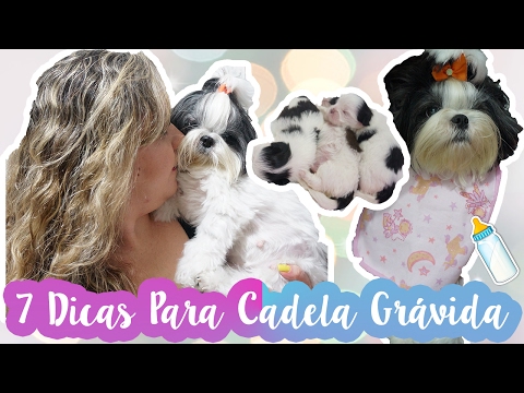 Vídeo: 5 maneiras de cuidar de uma cadela grávida