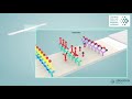 See how a lateral flow immunoassay works