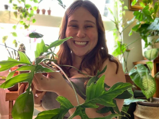 First Plant Video! - Variegated Glad Hands, PPP and my Pastazanum - YouTube