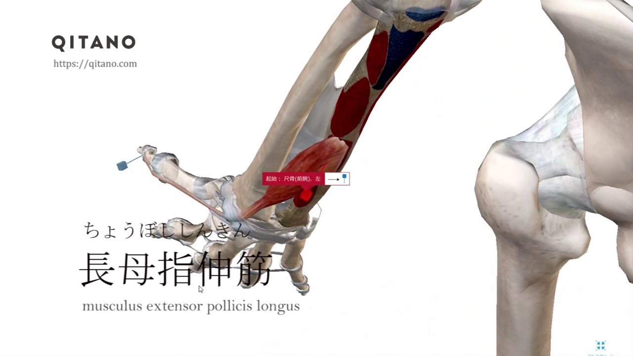 長母指伸筋の解剖学図 Musculus Extensor Pollicis Longus 筋肉辞典 27 Youtube 長母指伸筋の解剖学図 Musculus Extensor Pollicis Longus 筋肉辞典 27 Youtube
