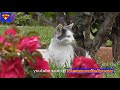 FUNNY CATS 2018