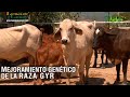 Mejoramiento genético de la raza Gyr - TvAgro por Juan Gonzalo Angel Restrepo