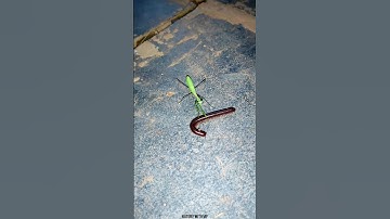 Grasshopper and Millipede #shorts #grasshopper #millipede #acapella
