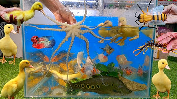 Tổng hợp các video cá cảnh đẹp, động vật dễ thương, vịt, bạch tuộc, tai tượng châu phi khổng lồ