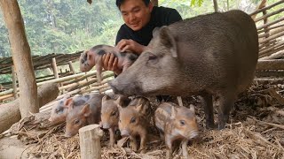 The little wild boars are so cute, a busy day with them, Survival Instinct, Wilderness Alone (ep139)