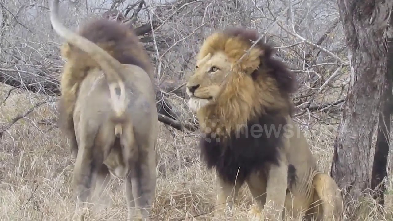 Following 5 Male Lions Walking Down the Road YouTube