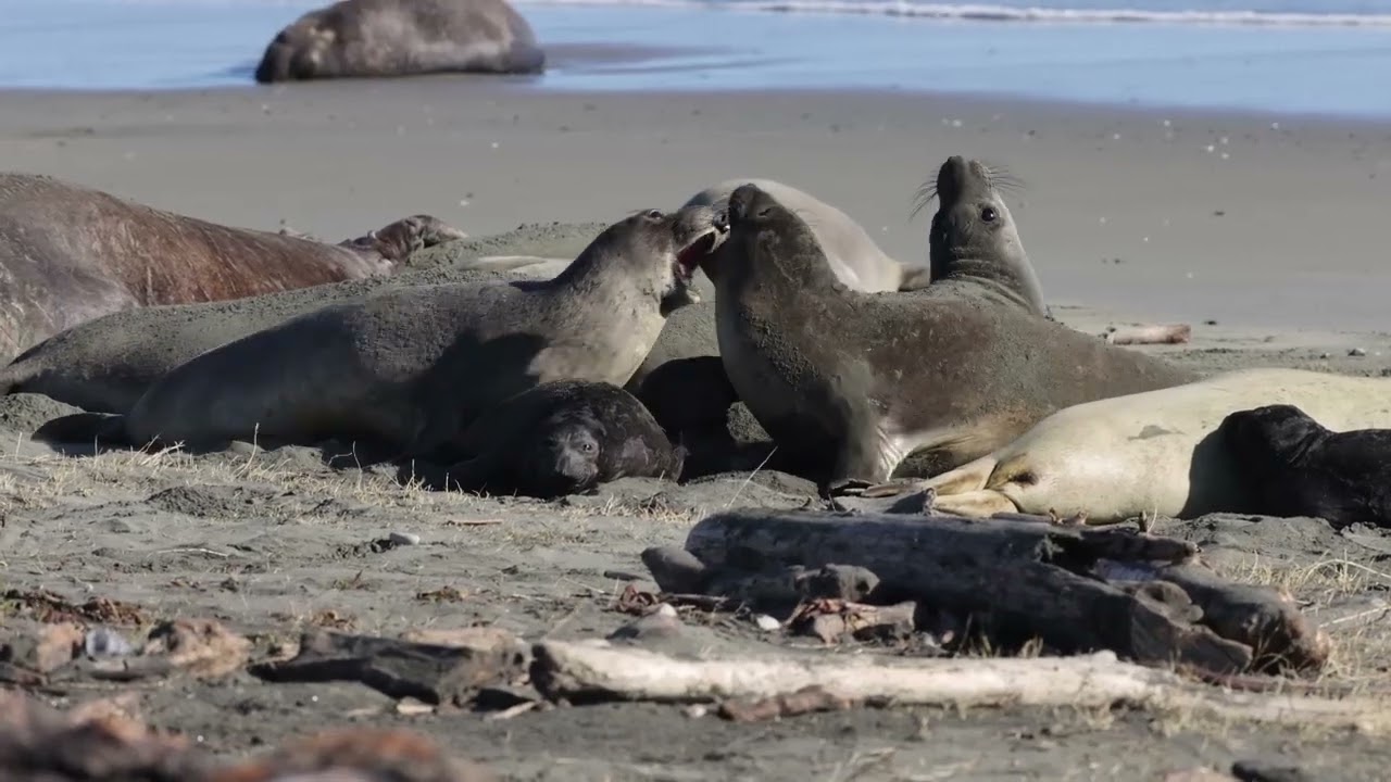 Point Reyes elephant seals on Drakes Beach
