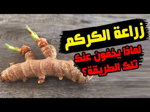 زراعة الكركم فى المنزل