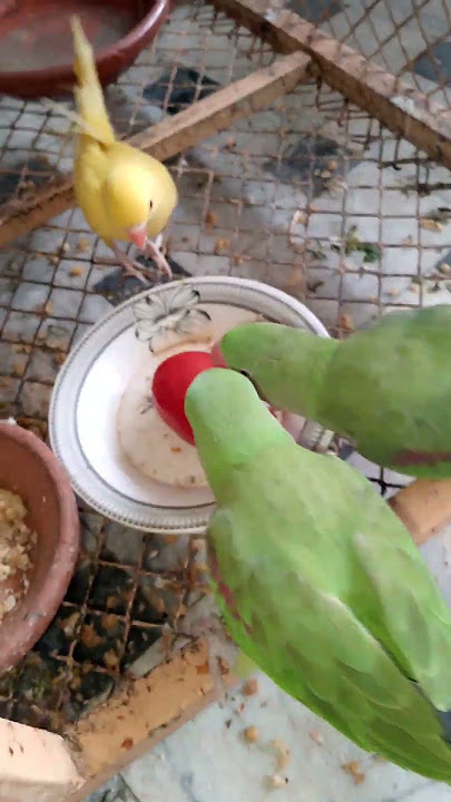 Birds Mango #live