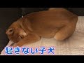 柴犬（豆柴）みかん｜ソファーを気に入ってなかなか起きない子犬。