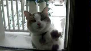 FUNNY CAT HATES WINTER