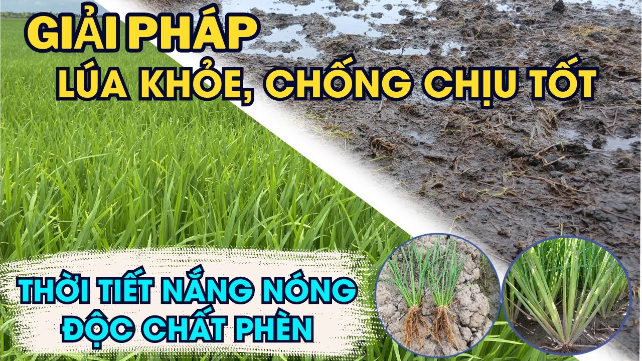 KCS - Giải Pháp Lúa Khỏe, Chống Chịu Tốt Với Nắng Nóng Và Độc Chất Phèn ...