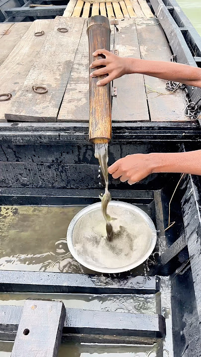Amazing Fishing Catching video   #viral  #fishvideo #reels #fish #food #villagelife #fishing #natura