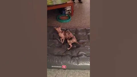 Watch the video about Hairless Sphynx cat scares of the air mattress