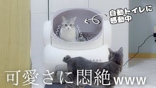 Stray Mom Cat's Amazed Reaction to Automatic Toilet by サウナ猫しきじ 9,446 views 5 months ago 12 minutes, 44 seconds