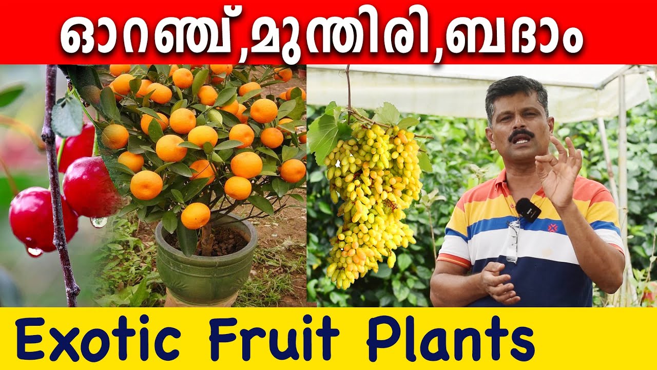 ഓറഞ്ച് , ബദാം , മുന്തിരി തൈകള്‍ വിലക്കുറവില്‍ | EXOTIC FRUIT PLANTS NURSERY KERALA | Miracle Farm
