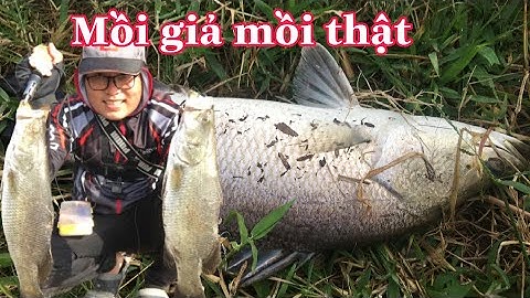 Câu Cá Chẽm Lure Cá Chẽm Bằng Mồi megabarra .Tôm Càng Sống . Điểm Câu Mới.Mồi Giả Câu Cá Chẽm