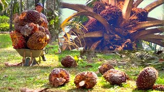 Kebun sawit ini tidak di ragukan lagi buahnya besar besar || Lansir sampai tumbang akhirnya 