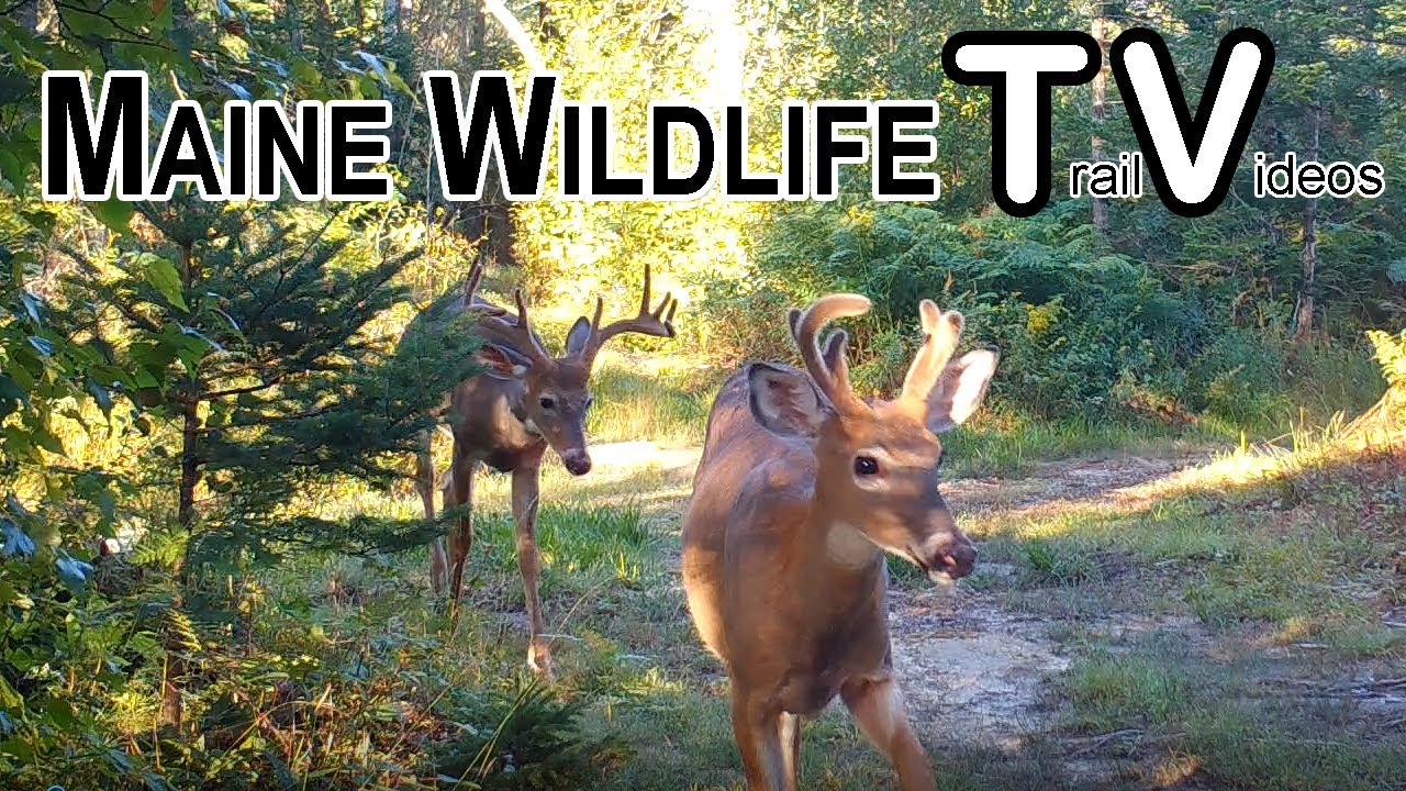 August 2025 - Maine Wildlife Trail Video/Does/Fawns/Otters/Turkeys/Coyote
