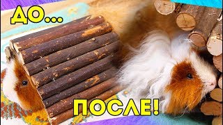 ОБМЕН С ПОДПИСЧИЦЕЙ / МЫСЛИ МАТЕРИАЛЬНЫ! Огромный мостик для морской свинки / SvinkiShow ОБМЕН С ПОДПИСЧИЦЕЙ / МЫСЛИ МАТЕРИАЛЬНЫ! Огромный мостик для морской свинки / SvinkiShow