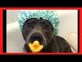 Pitbulls Being Wholesome | Pitbulls Are Dangerous And Aggressive? (Dogs Doing Funny things)