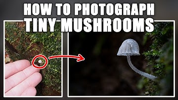 A Brief Macro Tutorial: Photography, Focus Stacking and Editing