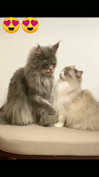 Cats Romatice Video #cat #kiss #shorts