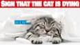 The Allure of Cats: Feline Companionship Through the Ages ile ilgili video