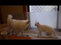 猫アタックを受け　とめない　犬