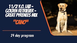 LAB GOLDEN RETRIEVER GREAT PYRENEES MIX / DOG TRAINING