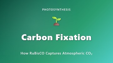 Carbon Fixation Explained: How RuBisCO Captures CO₂ in Photosynthesis