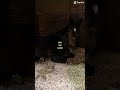🥹 #viral #horse #pony #socute #tiktok #fyp #equestrian #tired #sleepy #ishowspeed #funny