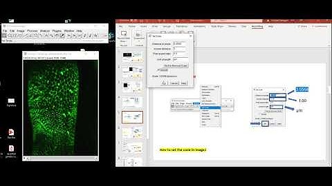 How to set a scale in ImageJ