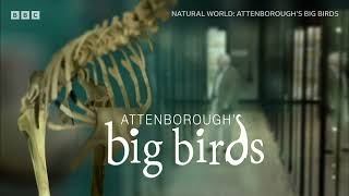 Attenborough&#39;s Big Birds | BBC Select