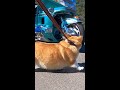 バイクを見に行くコーギー / her favorite motorcycle #shorts