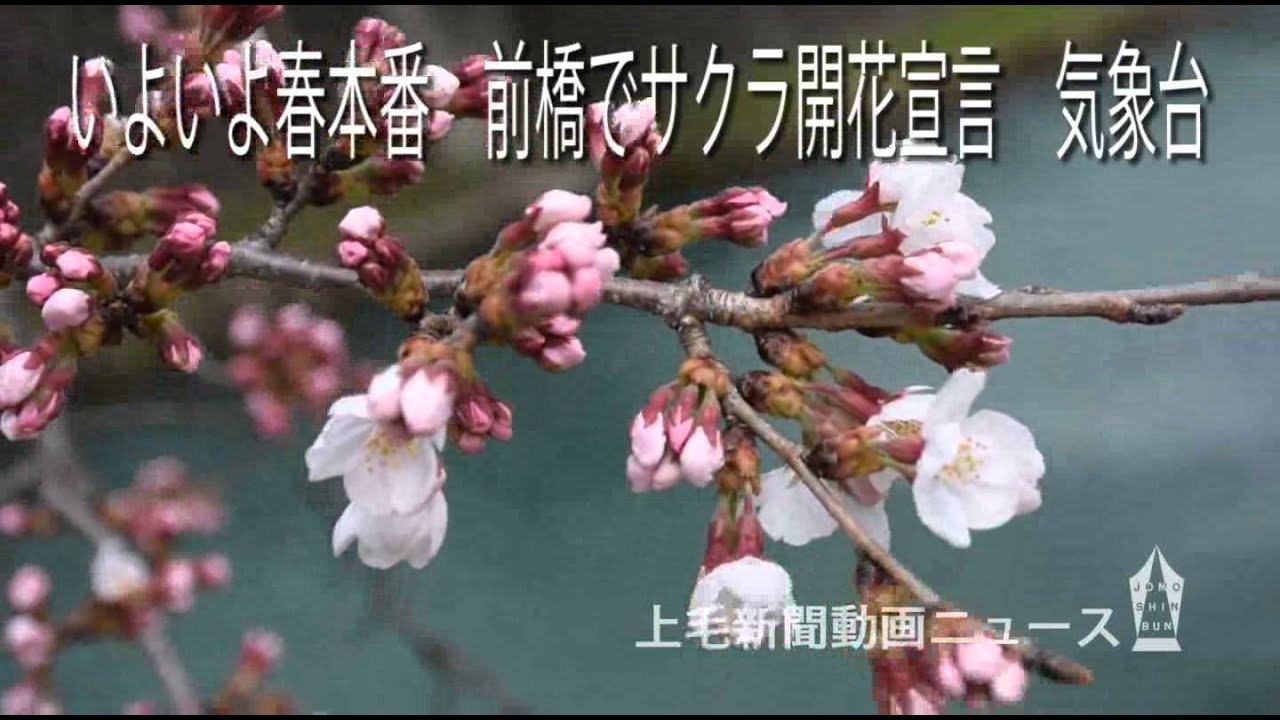 いよいよ春本番 前橋でサクラ開花宣言 気象台 Youtube