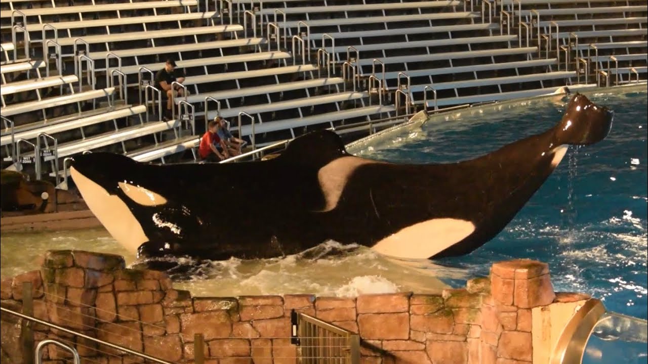 Shouka, Keet, and Corky during Orca Encounter at SeaWorld San Diego ...